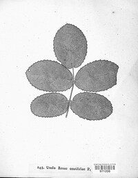 Uredo rosae-centifoliae image